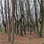 Koehler Am Walde, Urlaub Mit Hund, Lutow