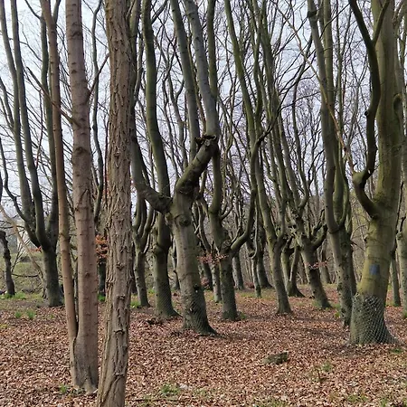 Koehler Am Walde, Urlaub Mit Hund, Lutow