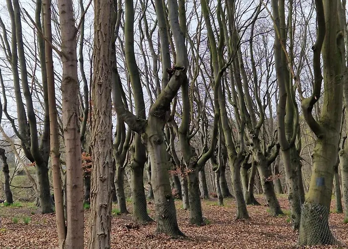 Koehler Am Walde, Urlaub Mit Hund, Lutow